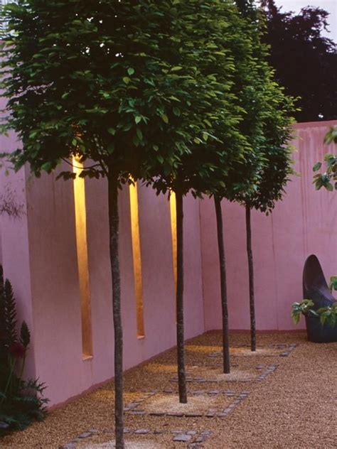 Incredible Tall Skinny Trees For Privacy For Small Space Home