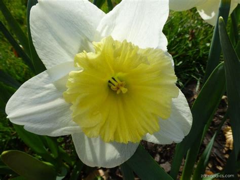 Narcis Narcissus Ice Folies Květy Květenství Zahrada