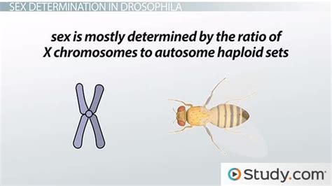 How Sex Is Determined In Drosophila Lesson