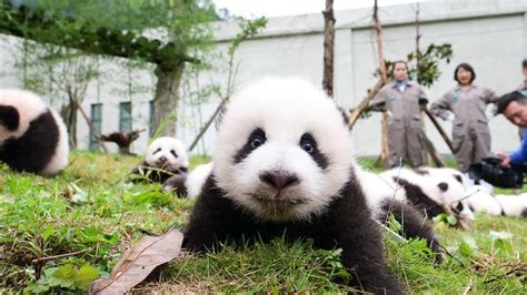 Best Photos Of The Day 36 Giant Pandas Make Their Public Debut Together