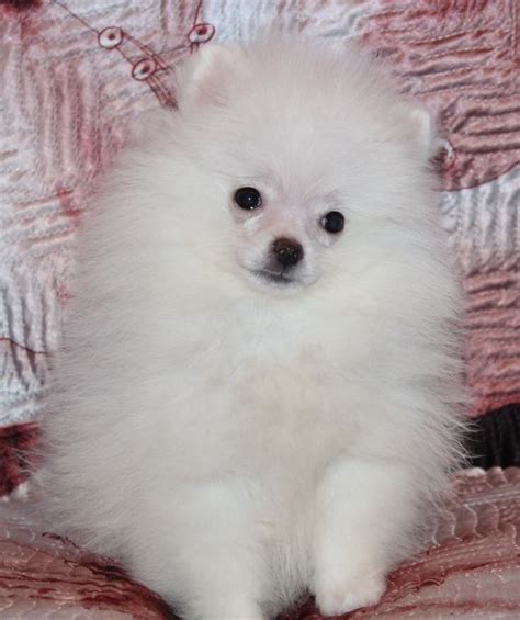 We did not find results for: Tips memelihara Anjing mini pom putih | Anjing Pom