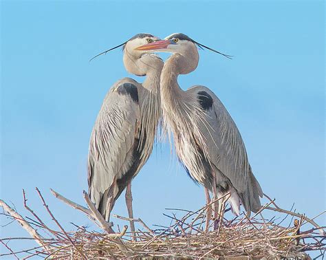 Blue Herons Nesting 2 Photograph By Lowell Monke Pixels