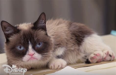 Grumpy Cat Viral Internet Sensation Dies At 7