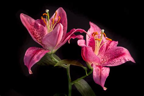 Lily 4k Ultra Hd Wallpaper Background Image 5919x3946
