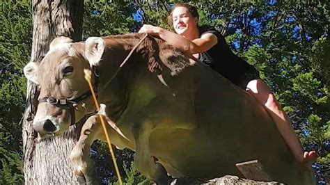 cette fille chevauche une vache comme si ce n était pas grave explorer activités géniales et