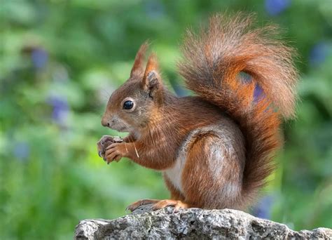 From Novelty To Nuisance Addressing Grey Squirrel Overpopulation To