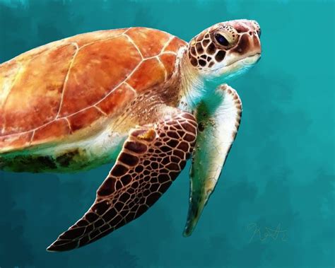 Sea Turtle Corel Discovery Center