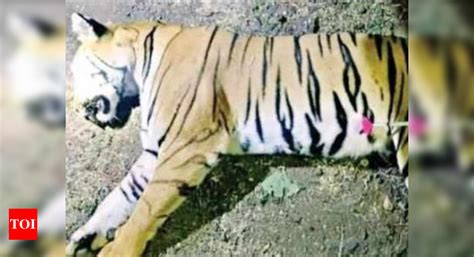 Tigress Avni T1 Finally Shot Dead But Several Protocols Violated