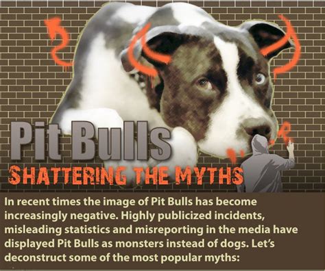 Are Pit Bulls Dangerous Shattering 5 Pit Bull Myths