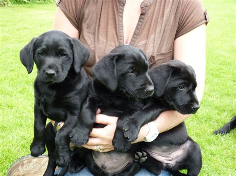 Puppy growth is full of different exciting developmental stages. Pedigree Black Labrador Puppies 6 weeks Old | Market Rasen ...