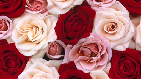 Red And Pink Roses Hd Pink Wallpapers Hd Wallpapers Id