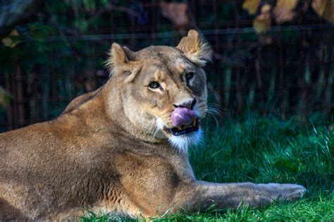 Lion Lioness Wildlife Free Photo On Pixabay Pixabay