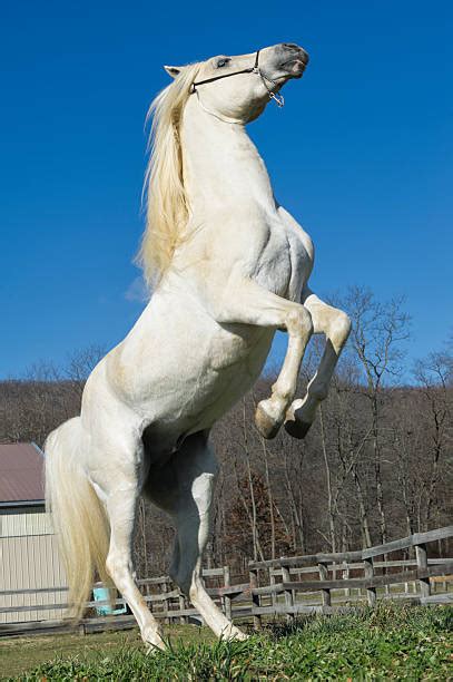 90 White Horse Rearing Up Stock Photos Pictures And Royalty Free Images