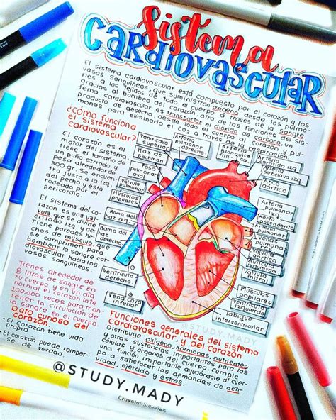 Un Apunte Que Hice Sobre El Sistema Cardiovascular Instagram Study