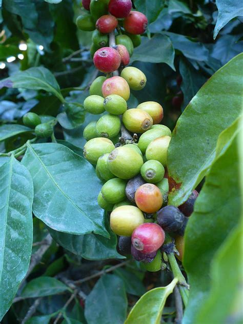 Kona beans come directly from hawaii, though it wasn't always this way. Coffee Bean Plant I Photograph by Nicki Bennett