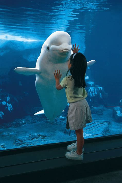 What A Cute Picture Beluga Whales Can Grow 10 15 Feet Long And Weigh