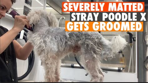 Severely Matted Stray Poodle Mix Gets Groomed Youtube