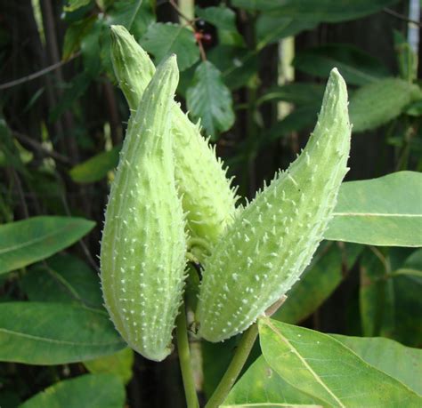 Barbs Beautiful Blooms Seed Pods