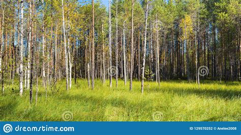 Beautiful Autumn Landscape With Birches And Green Grass Sunny Da Stock