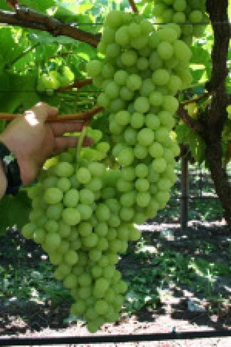 50 Best Images About Plant Grapes On Pinterest Vineyard