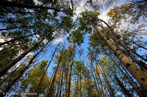 Why Forests Are Critical For Public Health Greenpeace Usa