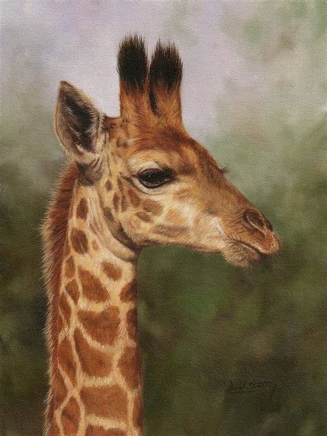 Giraffe Painting By David Stribbling Fine Art America
