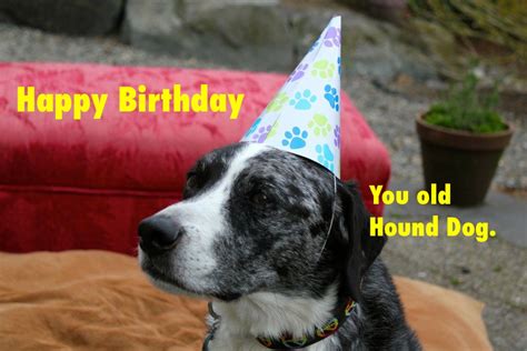 Dog Party Happy Birthday Blue Dog Homemade Meme