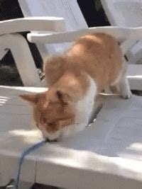 Cats Fail By Cheezburger Find Share On GIPHY
