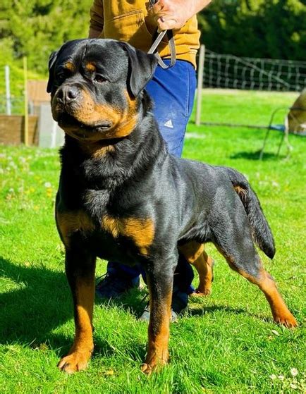German Rottweiler Puppies For Sale Officially Certified Trained