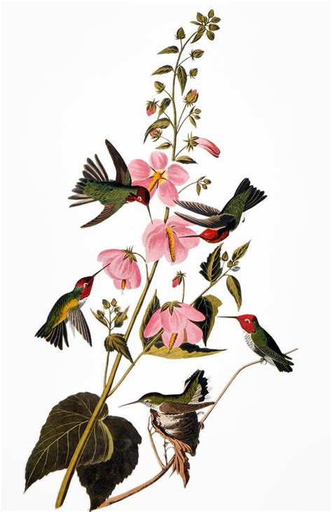 Audubon Hummingbird By Granger Audubon Prints John James Audubon