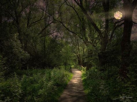 Moonlit Path Enchanted Forest Pinterest Sleep The Journey And