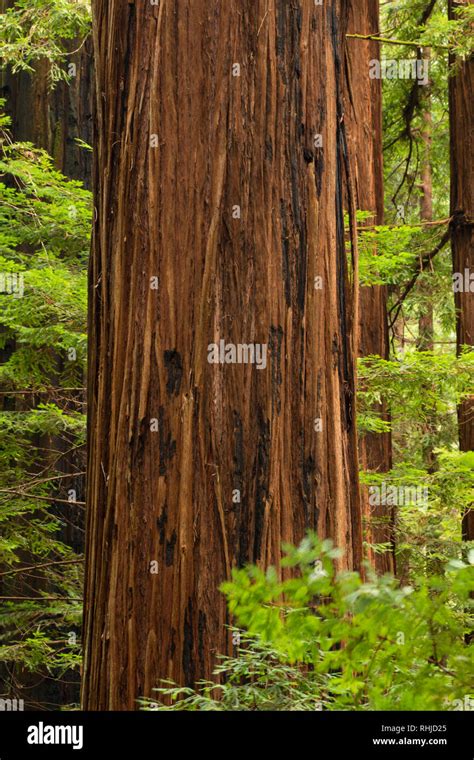 Coast Redwood Sequoia Sempervirens Forest Along Mahan Plaque Loop