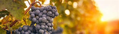Bordeaux is a port city on the river garonne in the gironde department in southwestern france. Nouvelle-Aquitaine Bordeaux | INRAE INSTIT