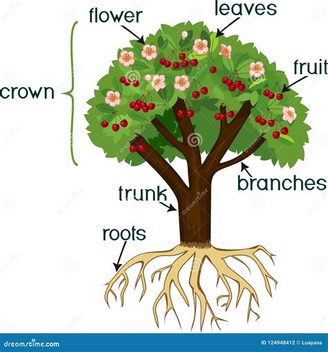 Parts Of Plant Morphology Of Cherry Tree With Root System Flowers