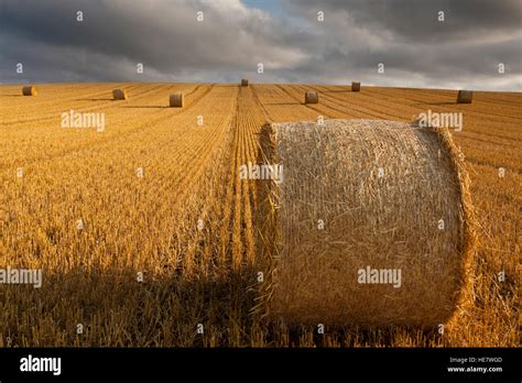 Large Round Bales Of Straw Stock Photo Alamy