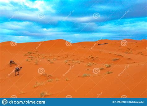 Sunrise In The Western Part Of The Sahara Desert In Morocco Stock Image