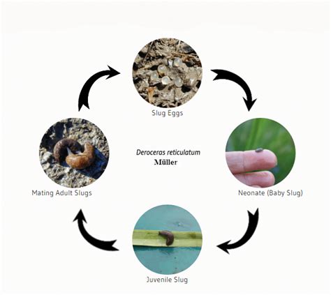 Biology And Life Cycle Of The Gray Field Slug College Of Agricultural