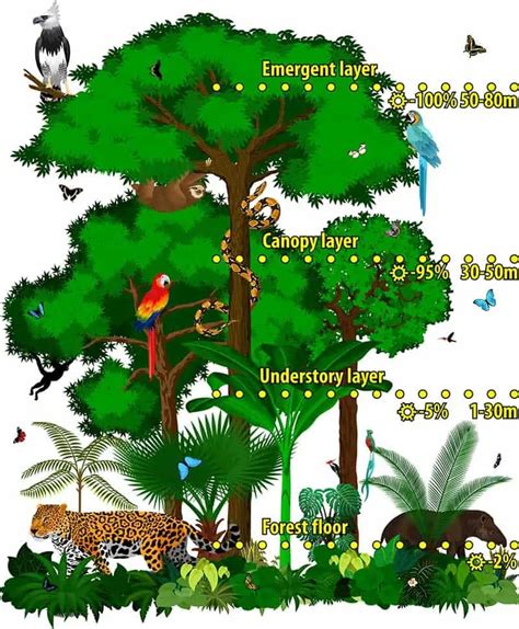 The 4 Layers Of The Rainforest With Diagrams Wildlife Informer