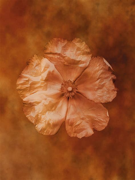 Single Poppy By Don Bishop