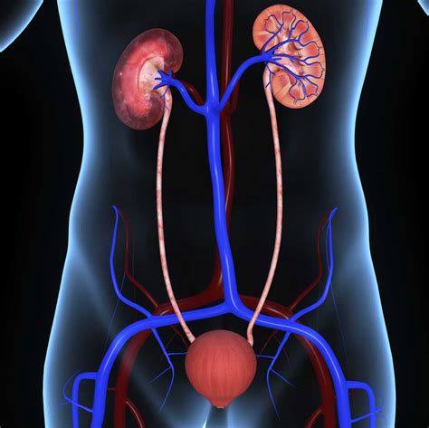 The Urinary System Kidneys Human Anatomy And Physiolo