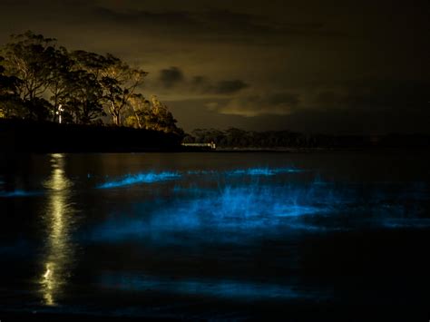 Bioluminescence Tonight At Jervis Bay Australia Pics