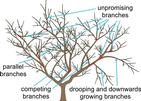 Pruning Apple Trees In 3 Easy Steps