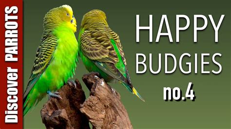 Happy Budgies 4 Budgerigar Sounds To Play For Your Parakeets