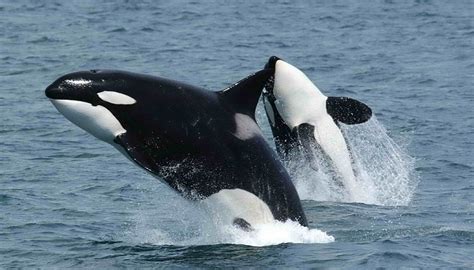 Dreams About Killer Whales Meaning And Interpretation Dream Astro