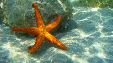 Revealing The Wonders Of How Starfish Survive And Grow American