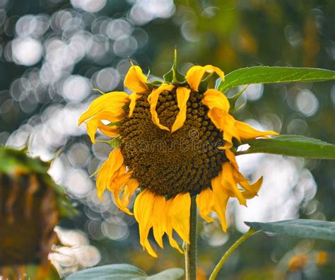 Closeup Dying Sunflower Stock Photo Image Of Fall Blooming 163088088