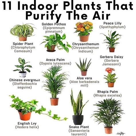 Which Of These Natural Air Purifier Plants Do You Have In Your Home