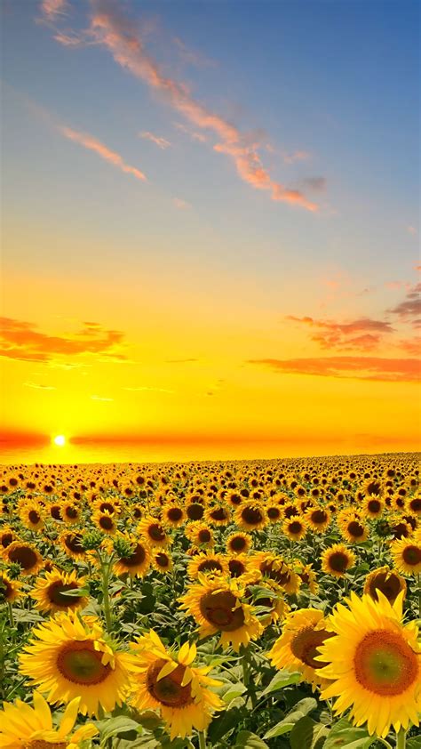 Sunflower Iphone Wallpapers Top Free Sunflower Iphone Backgrounds