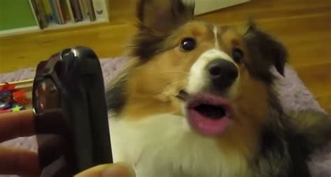 This Video Of Dogs With Human Mouths Is Equally Hilarious And