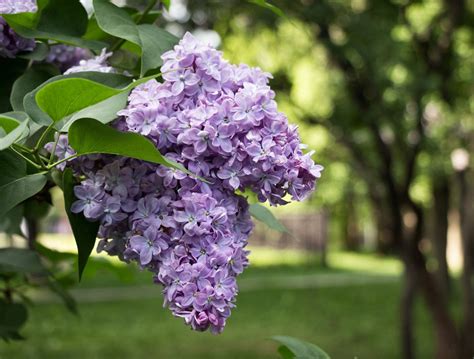 Why Is My Lilac Not Blooming Reasons A Lilac Bush Never Flowers
